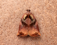 49.013 BF977 Large Fruit-tree Tortrix Archips podana