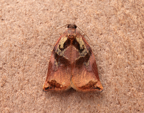 49.013 BF977 Large Fruit-tree Tortrix Archips podana