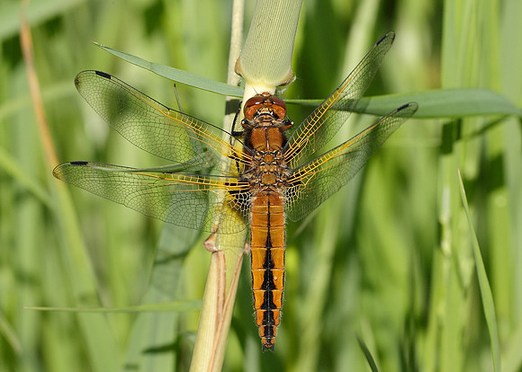 Scarce Chaser Libellula fulva