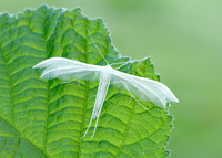 45.030 BF1513 White Plume Moth Pterophorus pentadactyla