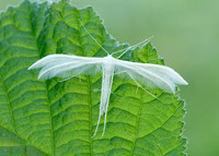 45.030 BF1513 White Plume Moth Pterophorus pentadactyla