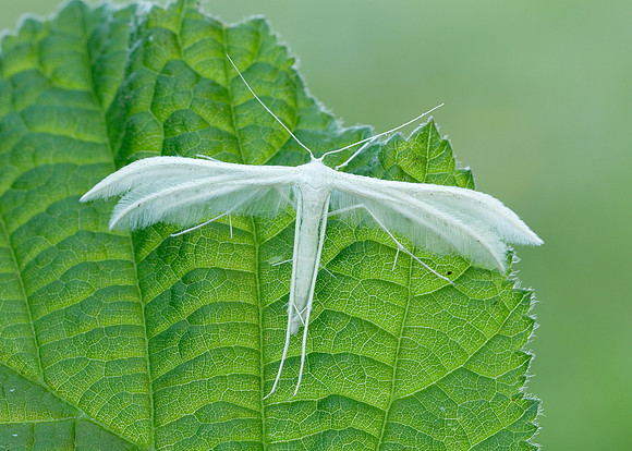 45.030 BF1513 White Plume Moth Pterophorus pentadactyla