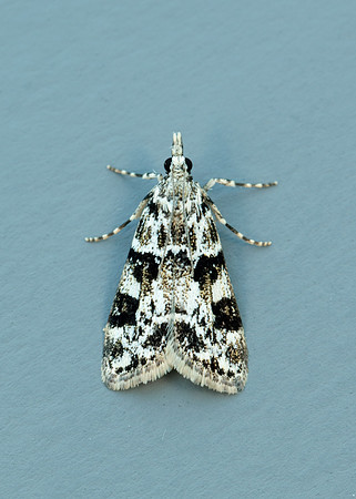 63.072 BF1343 Eudonia delunella
