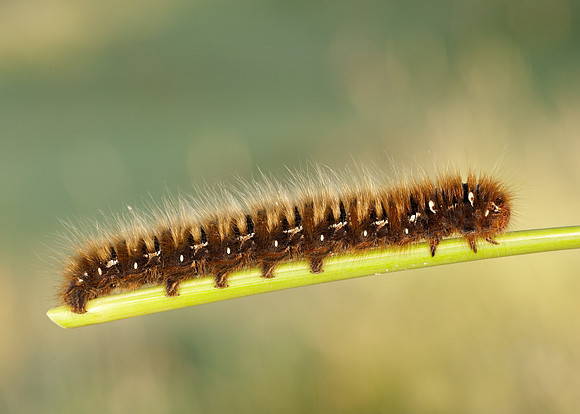 66.010 BF1640 Drinker Euthrix potatoria