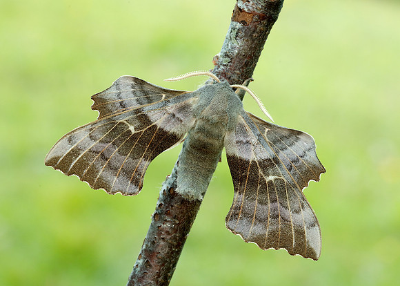 69.003 BF1981 Poplar Hawk-moth Laothoe populi