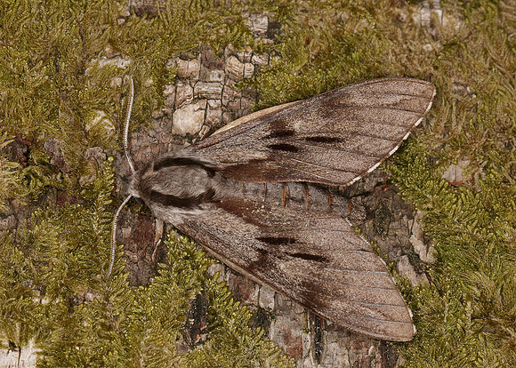 Pine Hawk-moth Hyloicus pinastri