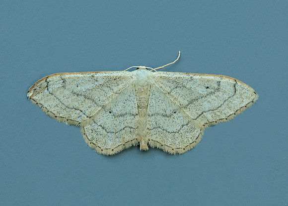 70.016 BF1713 Riband Wave Idaea aversata