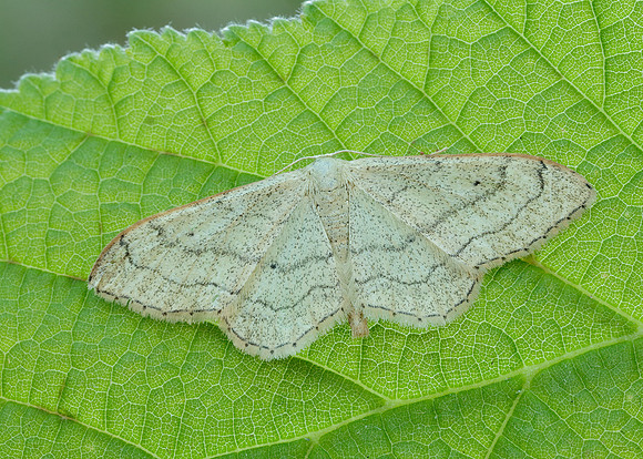 70.016 BF1713 Riband Wave Idaea aversata