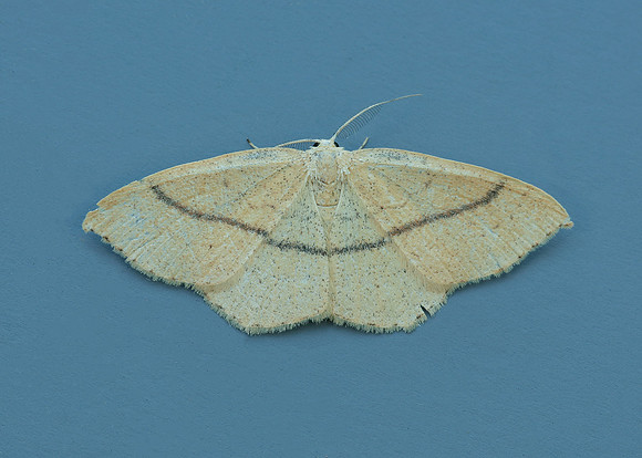 70.037 BF1681 Clay Triple-lines Cyclophora linearia