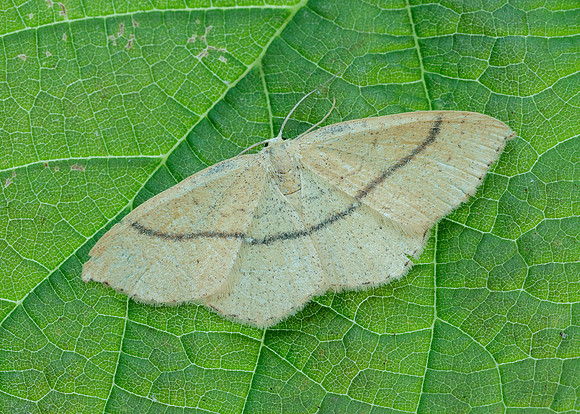 70.037 BF1681 Clay Triple-lines Cyclophora linearia