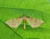 70.093 BF1758 Barred Straw Gandaritis pyraliata