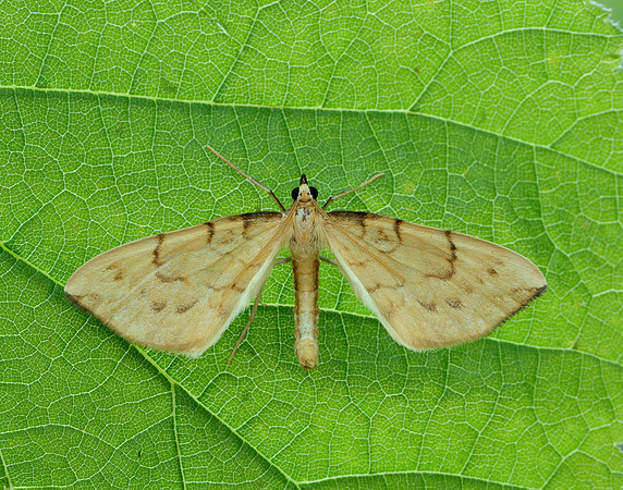 70.093 BF1758 Barred Straw Gandaritis pyraliata