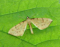 70.093 BF1758 Barred Straw Gandaritis pyraliata
