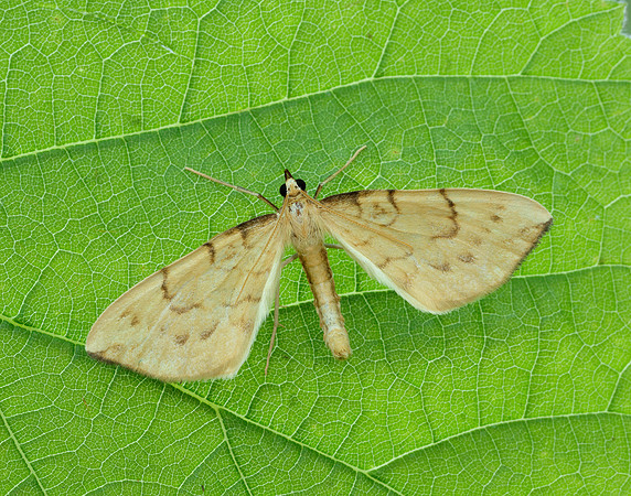 70.093 BF1758 Barred Straw Gandaritis pyraliata