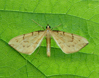 70.093 BF1758 Barred Straw Gandaritis pyraliata