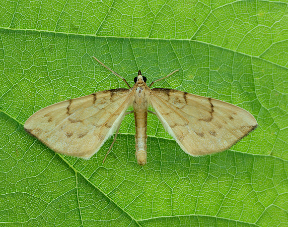 70.093 BF1758 Barred Straw Gandaritis pyraliata