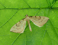 70.093 BF1758 Barred Straw Gandaritis pyraliata