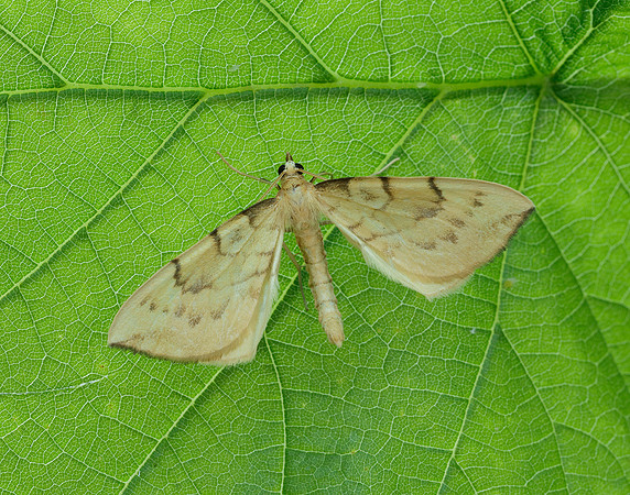 70.093 BF1758 Barred Straw Gandaritis pyraliata