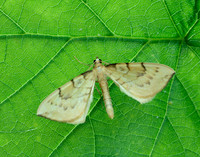 70.093 BF1758 Barred Straw Gandaritis pyraliata