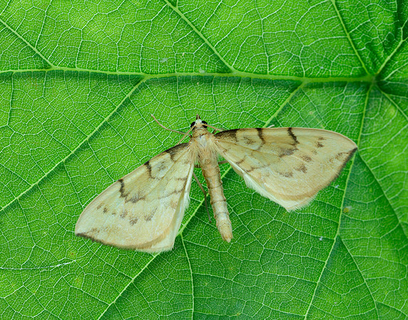 70.093 BF1758 Barred Straw Gandaritis pyraliata