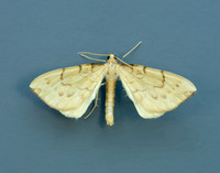 70.093 BF1758 Barred Straw Gandaritis pyraliata