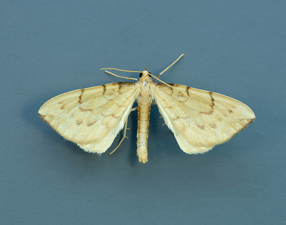 70.093 BF1758 Barred Straw Gandaritis pyraliata