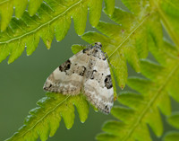 70.136 BF1806 Pretty Pinion Perizoma blandiata