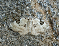 70.136 BF1806 Pretty Pinion Perizoma blandiata