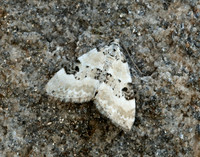 70.136 BF1806 Pretty Pinion Perizoma blandiata