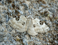 70.136 BF1806 Pretty Pinion Perizoma blandiata