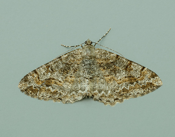 70.265 BF1941 Mottled Beauty Alcis repandata