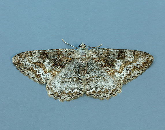 70.265 BF1941 Mottled Beauty Alcis repandata