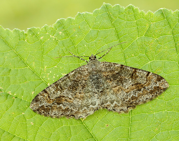 70.265 BF1941 Mottled Beauty Alcis repandata