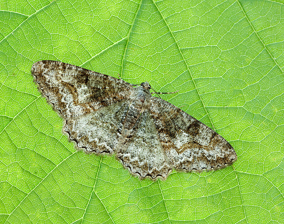 70.265 BF1941 Mottled Beauty Alcis repandata