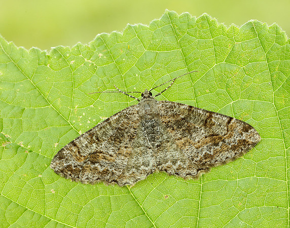 70.265 BF1941 Mottled Beauty Alcis repandata