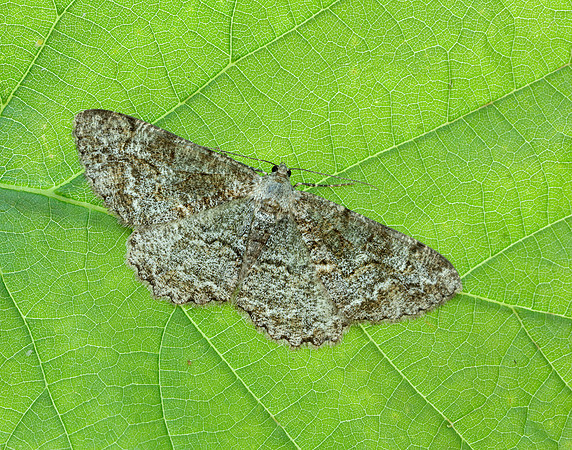 70.265 BF1941 Mottled Beauty Alcis repandata