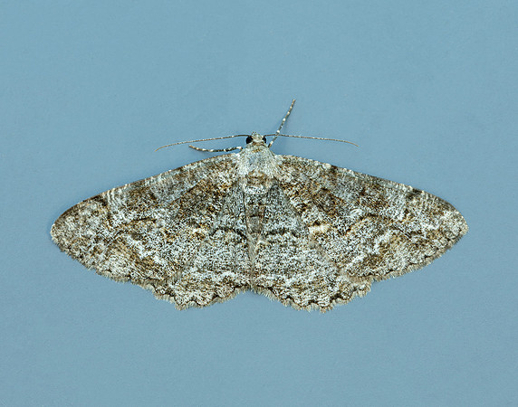 70.265 BF1941 Mottled Beauty Alcis repandata