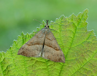 72.003 BF2477 Snout Hypena proboscidalis