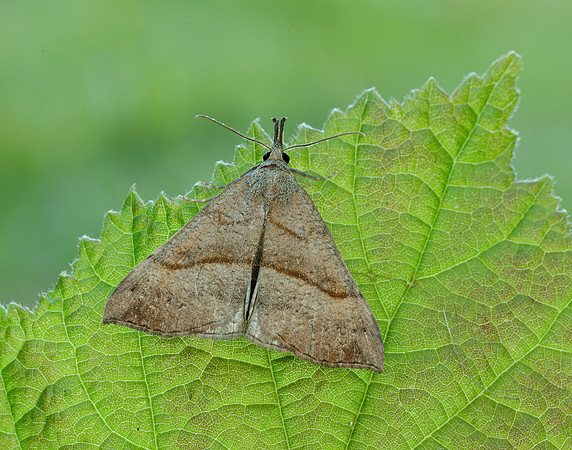 72.003 BF2477 Snout Hypena proboscidalis
