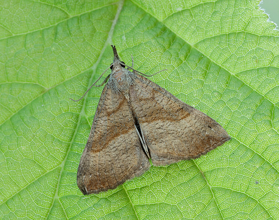 72.003 BF2477 Snout Hypena proboscidalis