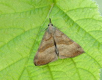 72.003 BF2477 Snout Hypena proboscidalis