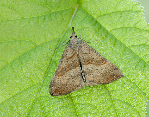 72.003 BF2477 Snout Hypena proboscidalis