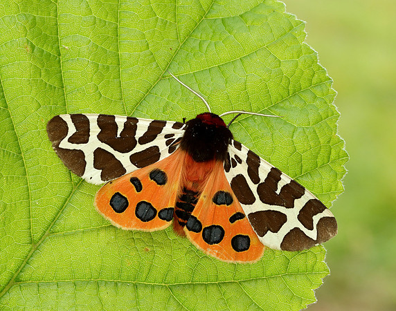 72.029 BF2068 Scarlet Tiger Callimorpha dominula