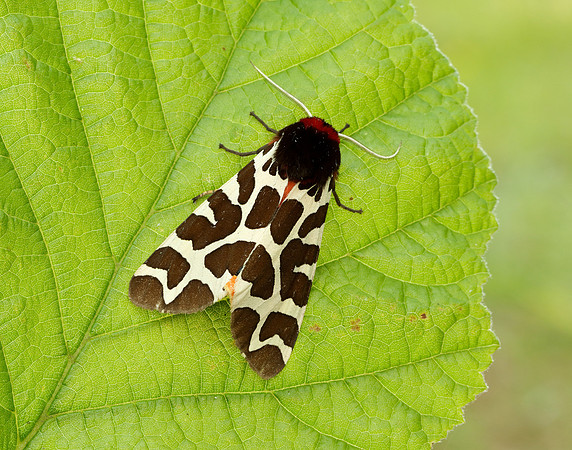 72.029 BF2068 Scarlet Tiger Callimorpha dominula