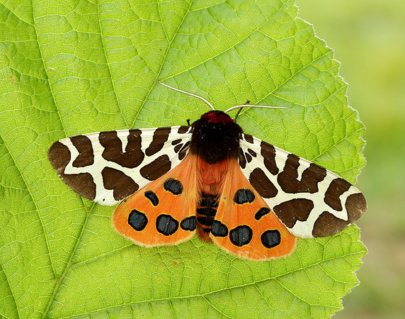 72.029 BF2068 Scarlet Tiger Callimorpha dominula