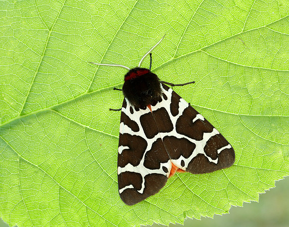 72.029 BF2068 Scarlet Tiger Callimorpha dominula