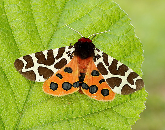 72.029 BF2068 Scarlet Tiger Callimorpha dominula