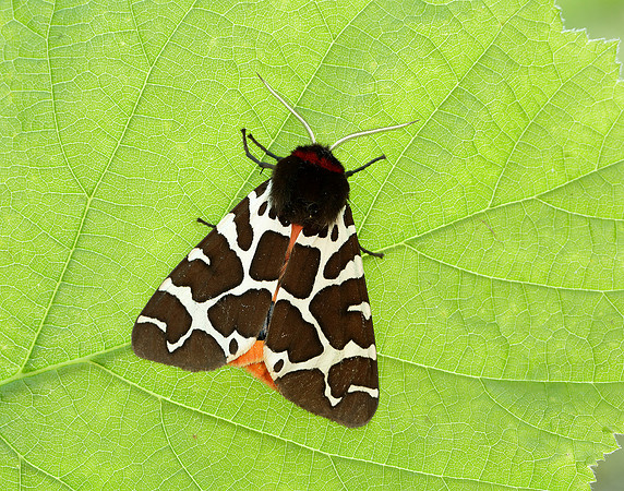 72.029 BF2068 Scarlet Tiger Callimorpha dominula