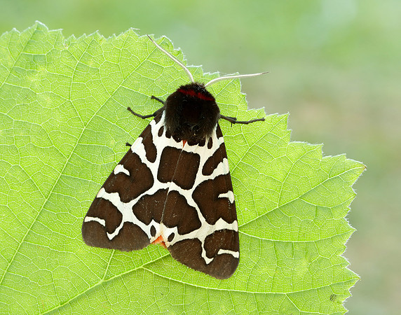 72.029 BF2068 Scarlet Tiger Callimorpha dominula