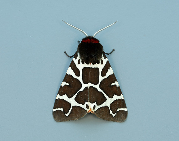 72.029 BF2068 Scarlet Tiger Callimorpha dominula